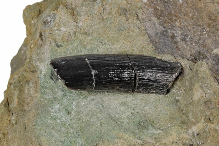 Sauropod Dinosaur (Diplodocus) Tooth in Sandstone - Colorado #218306